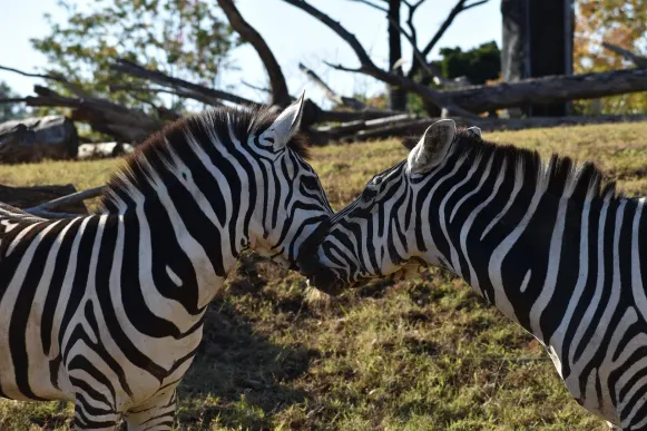 CrazyFox Casino Podrška